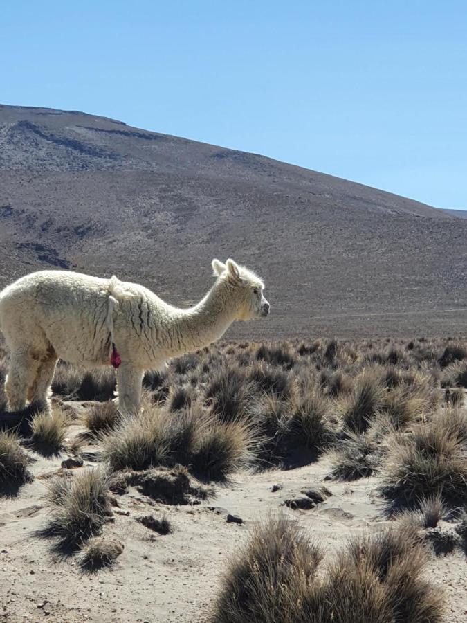 The First Real Bed & Breakfast Hiking Hotel 'The Office' In Arequipa, Peru Εξωτερικό φωτογραφία
